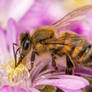 Foraging Honeybee II