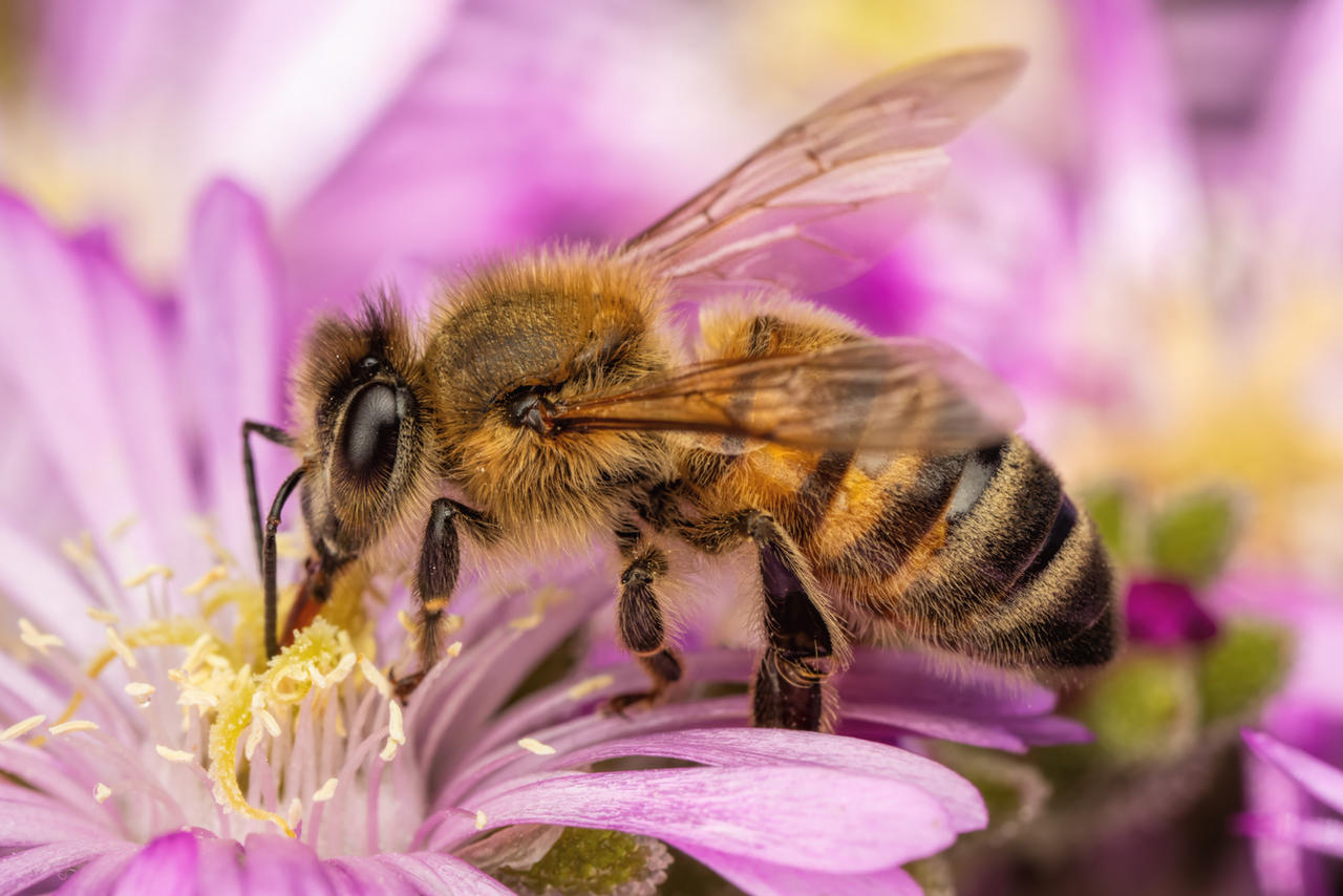 Foraging Honeybee II