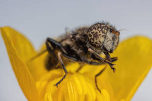 Spotted-eyed Drone Fly Cleaning Itself