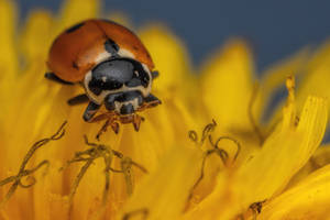 Lady Beetle III