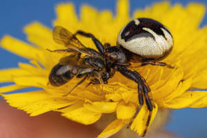 Crab Spider with Prey