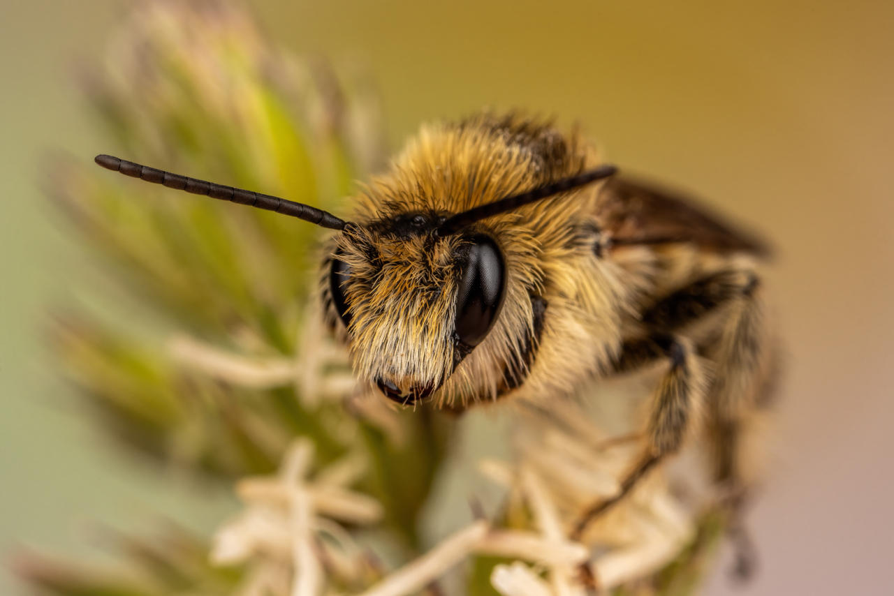 Hairy Legged Mining Bee II