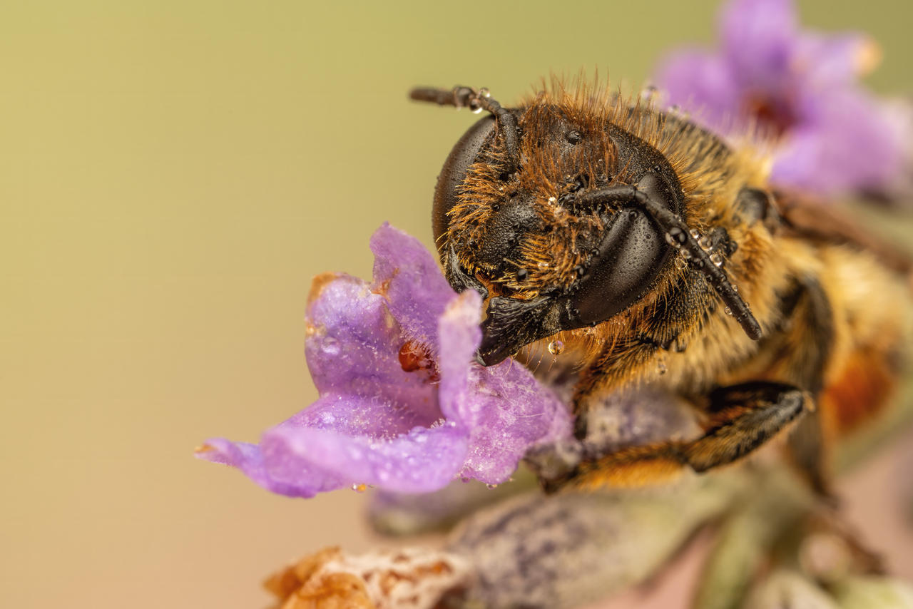 Leaf Cutter Bee in Lavender