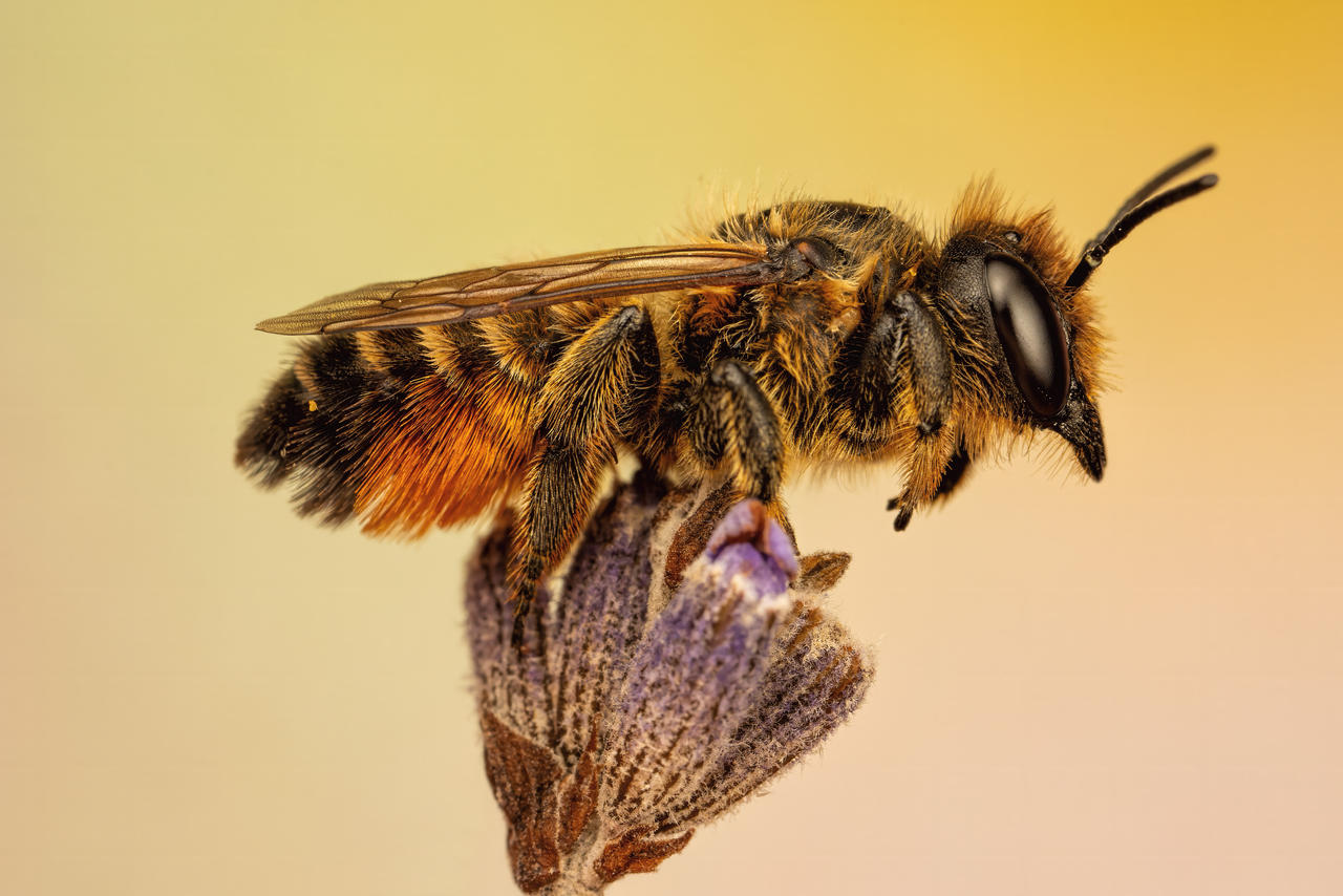 Leaf Cutter Bee in Lavender II