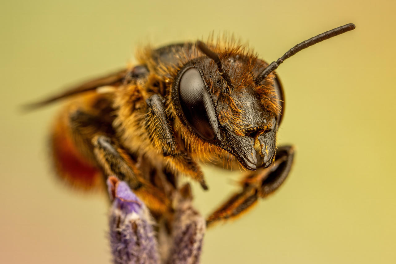 Leaf Cutter Bee in Lavender IV