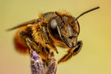 Leaf Cutter Bee in Lavender IV