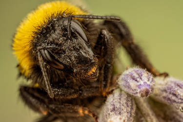 Bumblebee in Lavender II