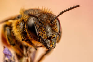 Leaf Cutter Bee in Lavender V