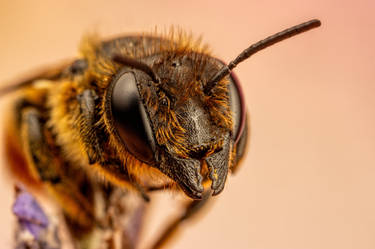 Leaf Cutter Bee in Lavender V