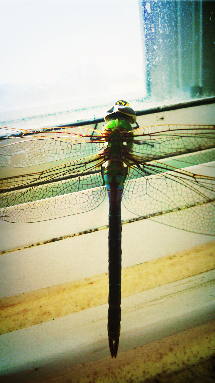 Dragonfly and Winter