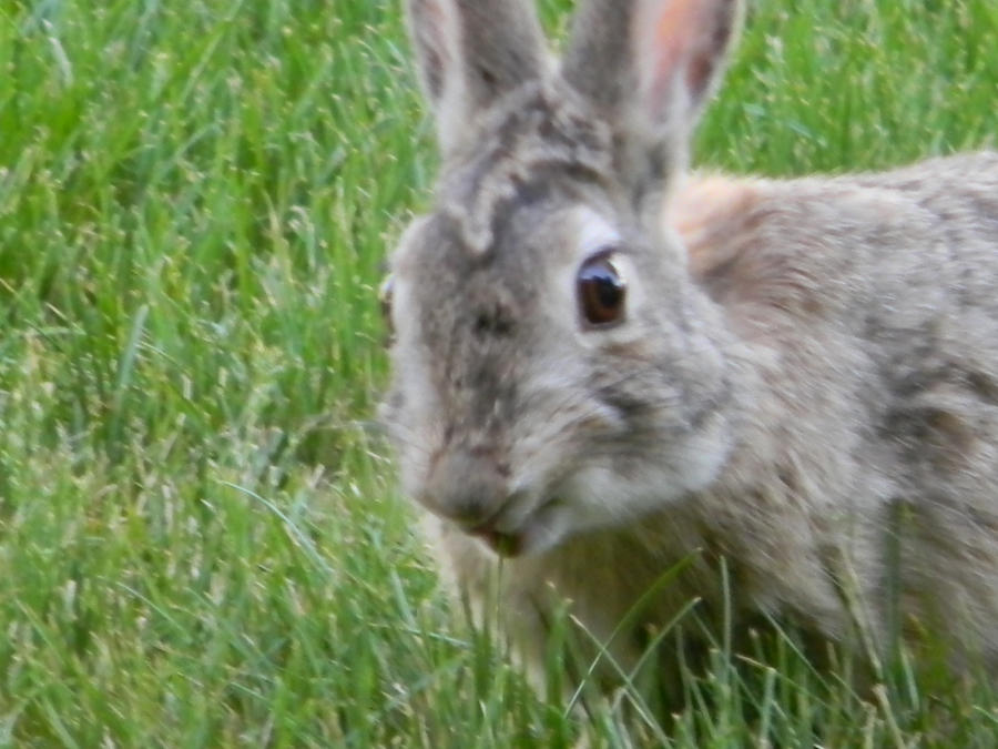 Wascally Rabbit Wascally Wabbit by darkmoonproductions on DeviantArt