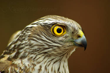 Accipiter nisus