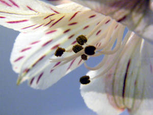 another flower for nanny