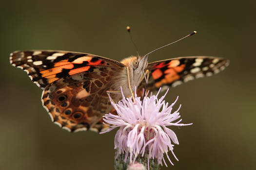 Vanessa cardui