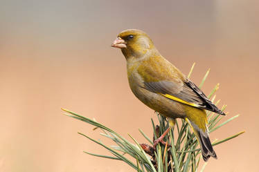 European Greenfinch