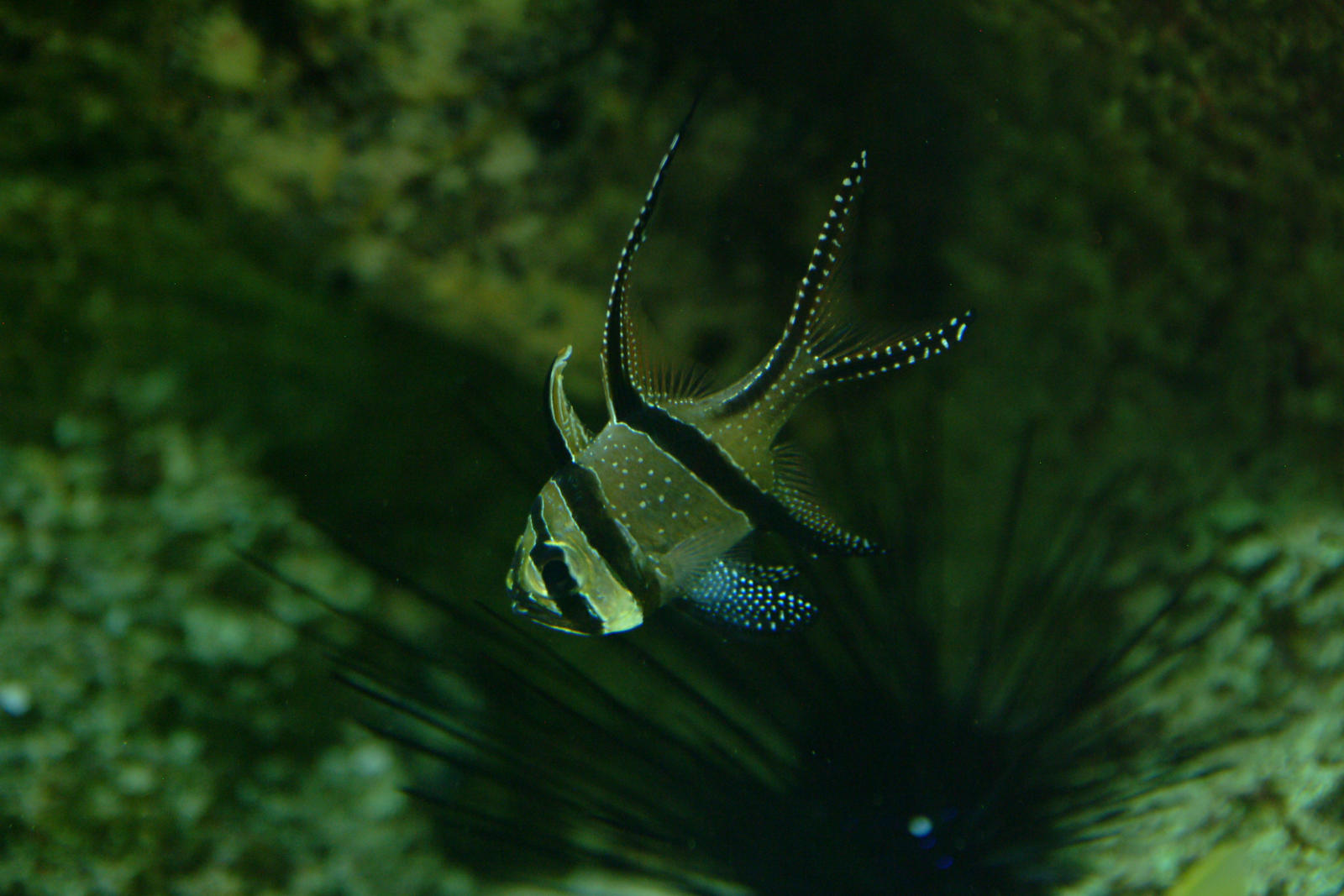 Bangii Cardinal Fish