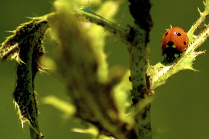 Ladybug