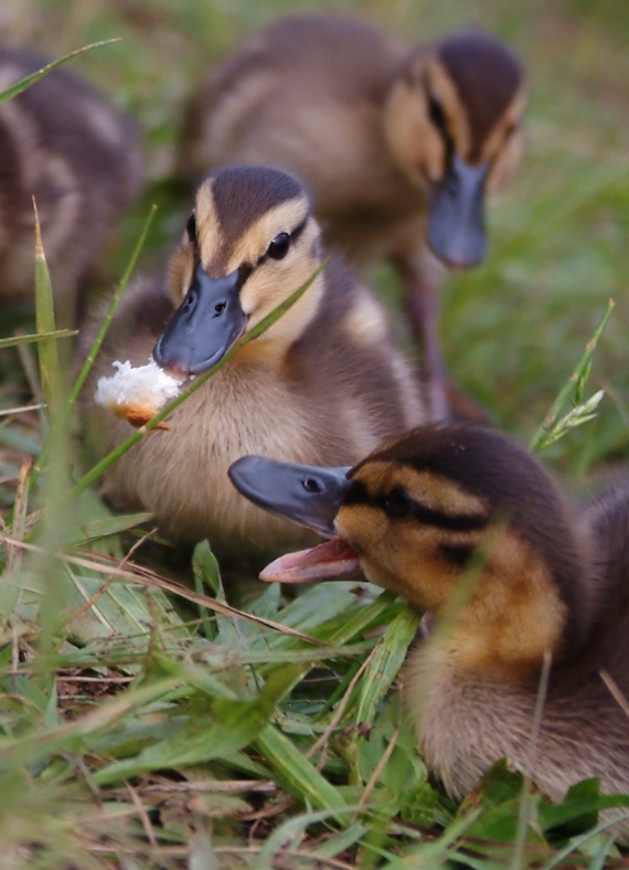 Ducklings