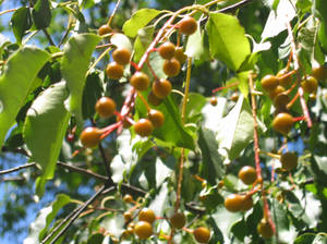 Red-Gold Berries