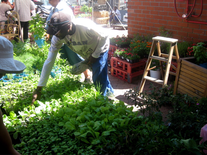 herbs for afrika