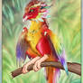 Baby Drarrot.. O_o Sc. Macaw?