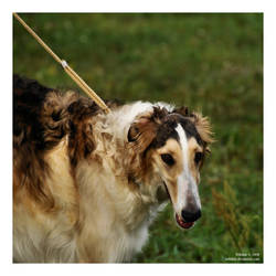 borzoi