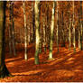 autumnal beeches I