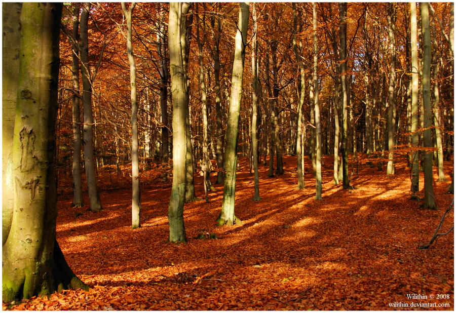 autumnal beeches I