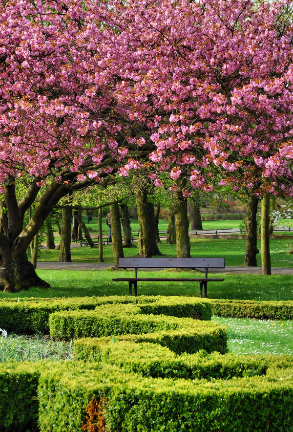 under a cherry tree II