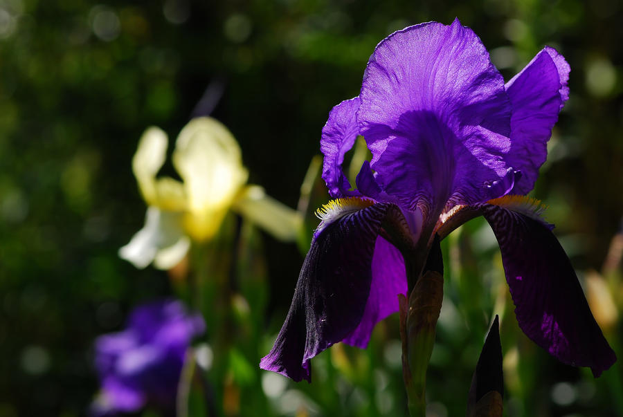 irises II