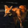 Maned Wolf