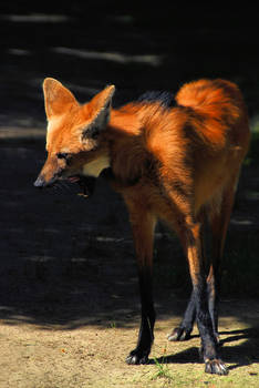 Maned Wolf