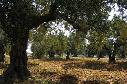 olive grove