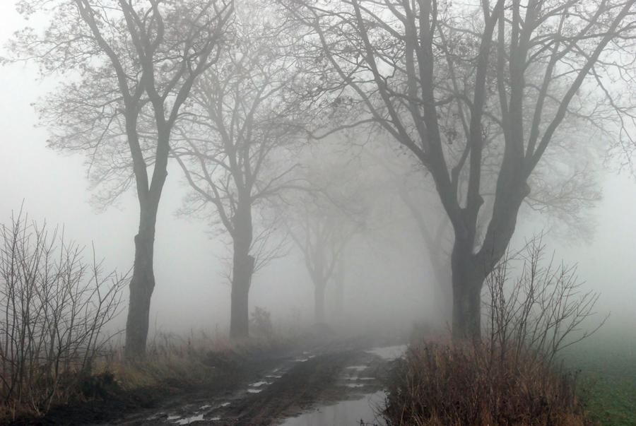 country road in a fog II