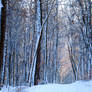 winter forest I