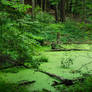green swamp