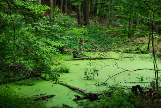 green swamp