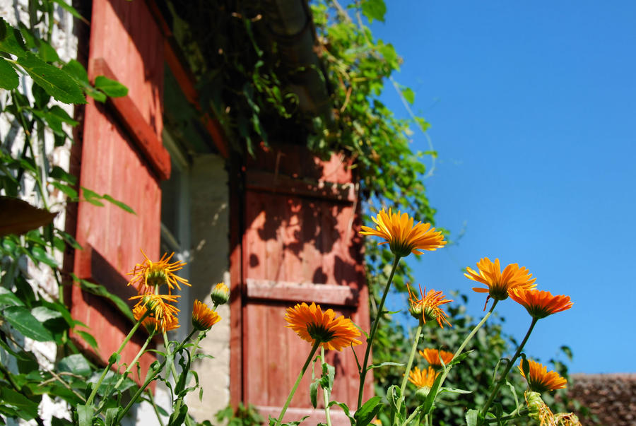 cottage's window I