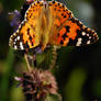 painted lady