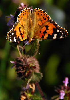 painted lady