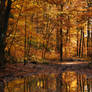 beechen forest V