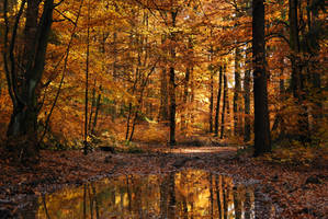 beechen forest V