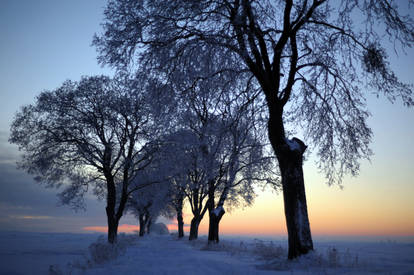 winter dawn