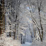winter forest IV