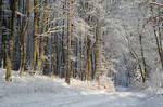 winter forest VI by Wilithin