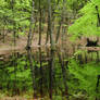 forest mirror I