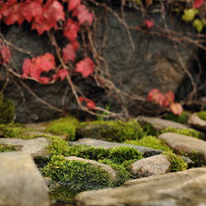 moss and stones