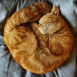 ginger pretzel by Wilithin