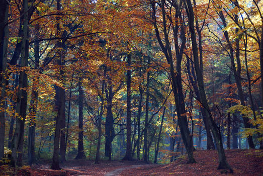 Autumn walk III