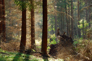 sun in the spruce forest